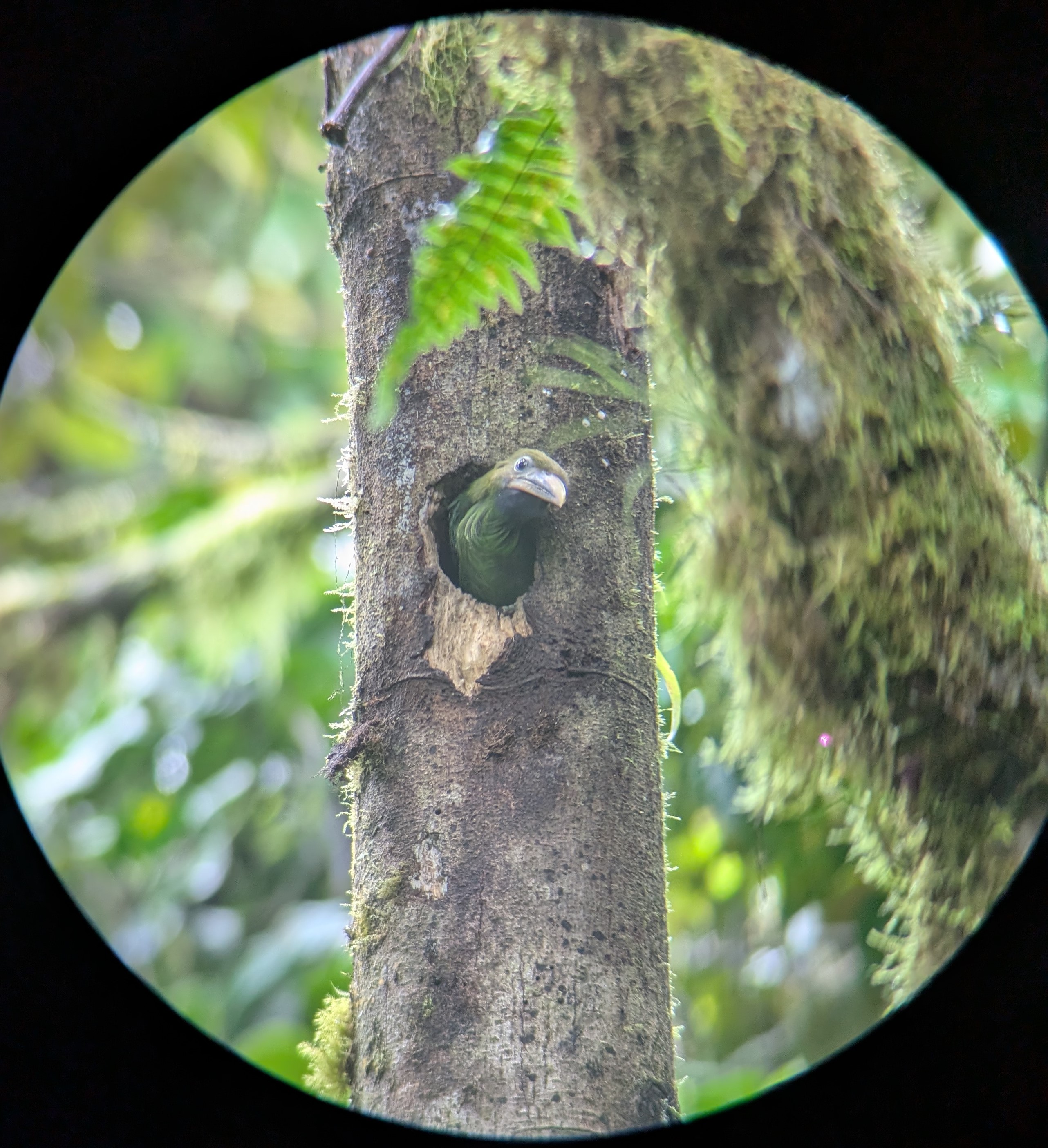 Monteverde Toucan
