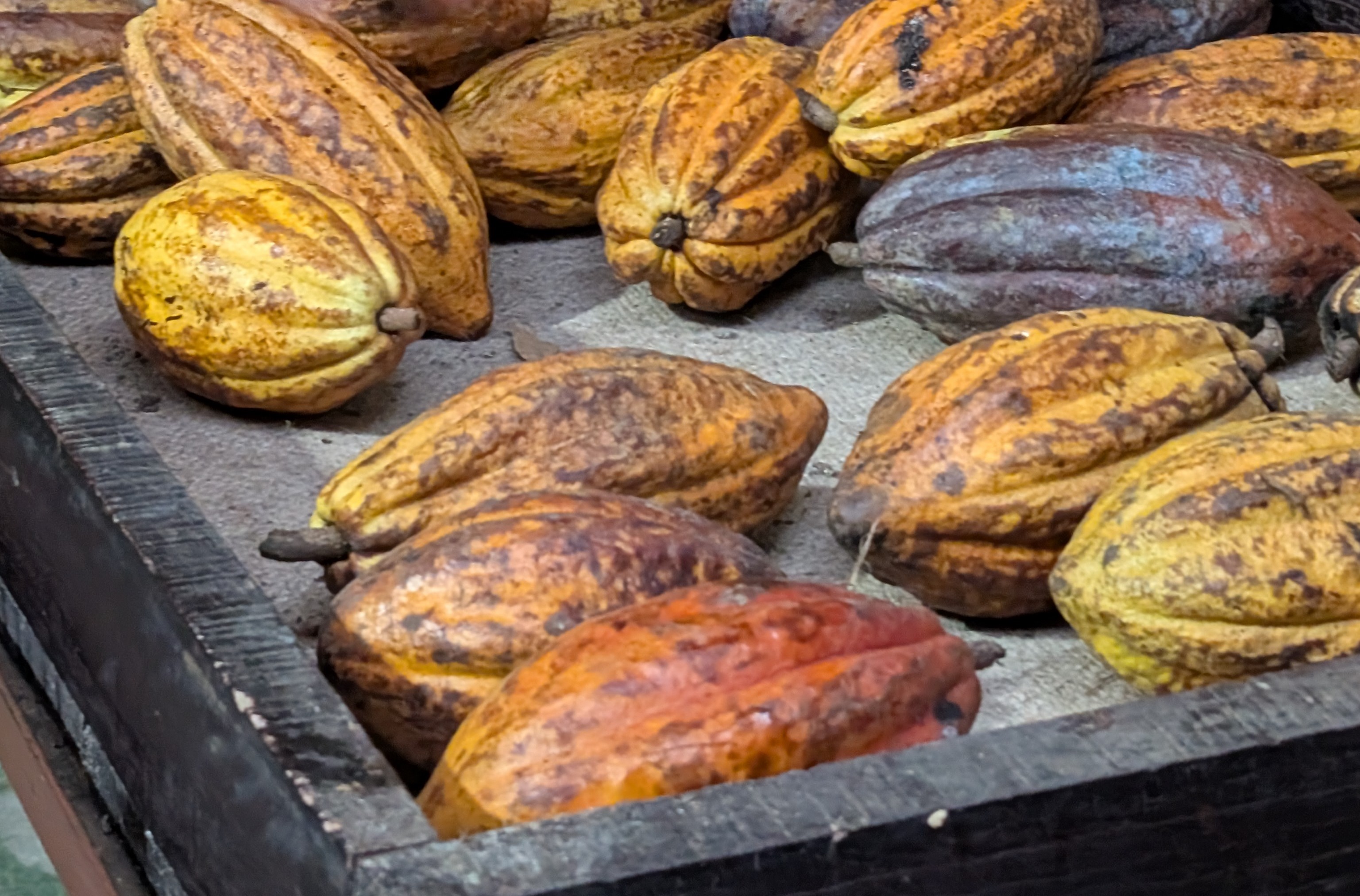 Monteverde Coffee Tour