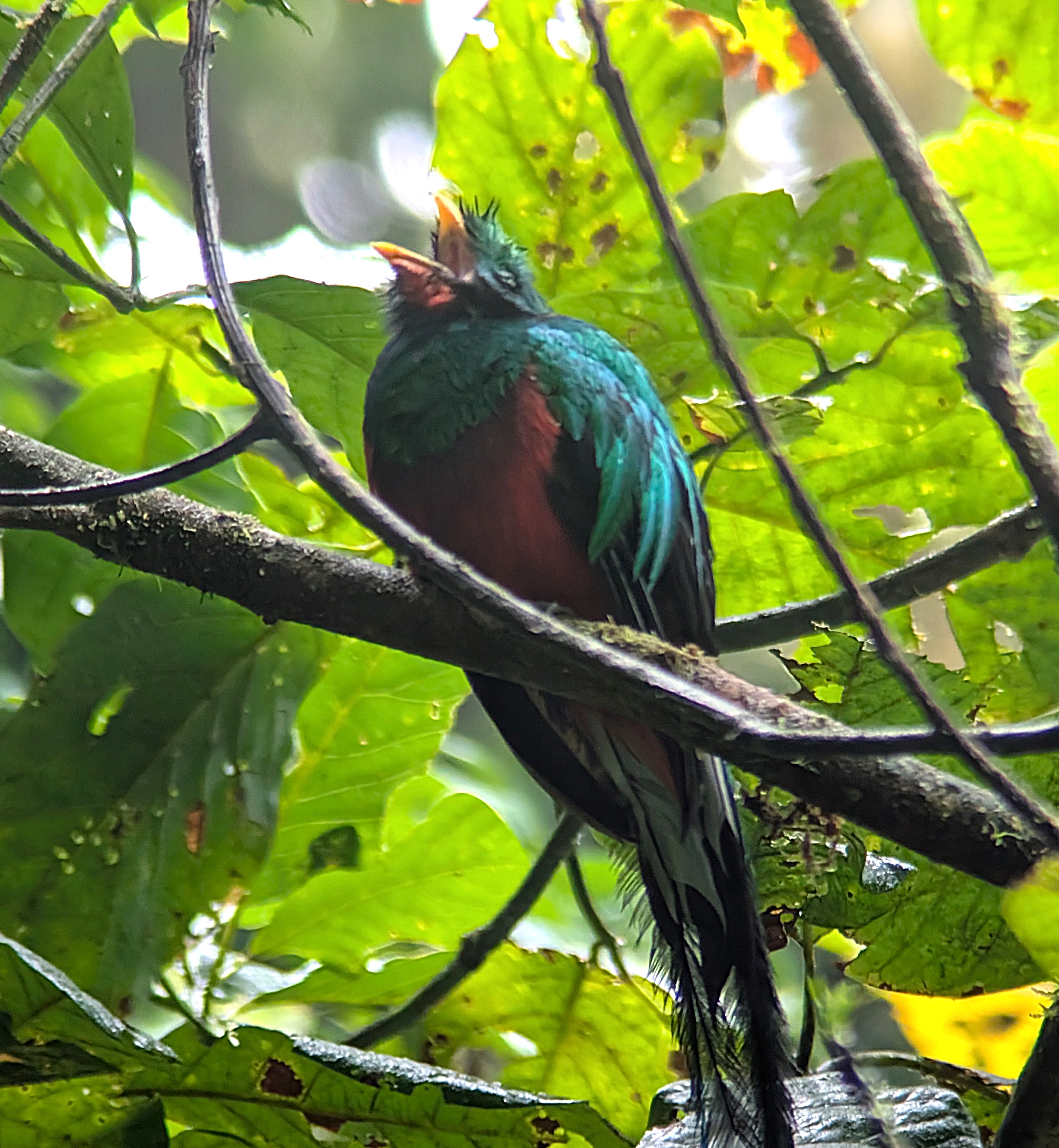 Quetzal