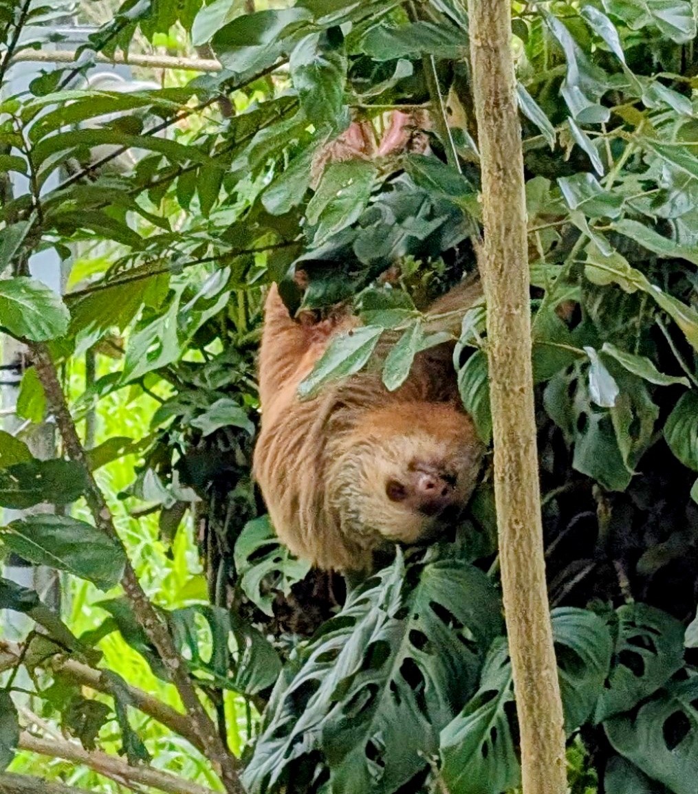 Sloth