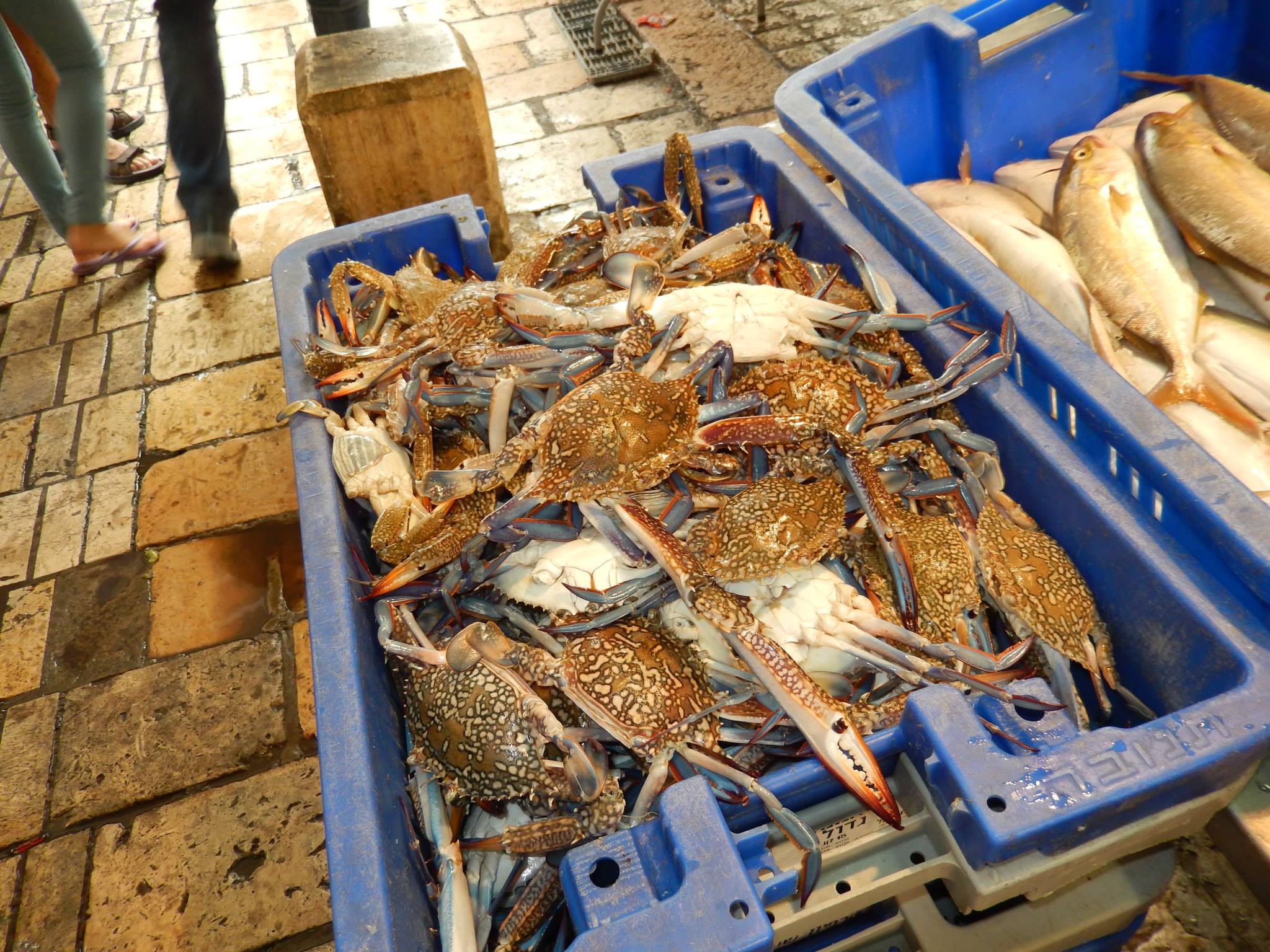 Acco Shook Seafood