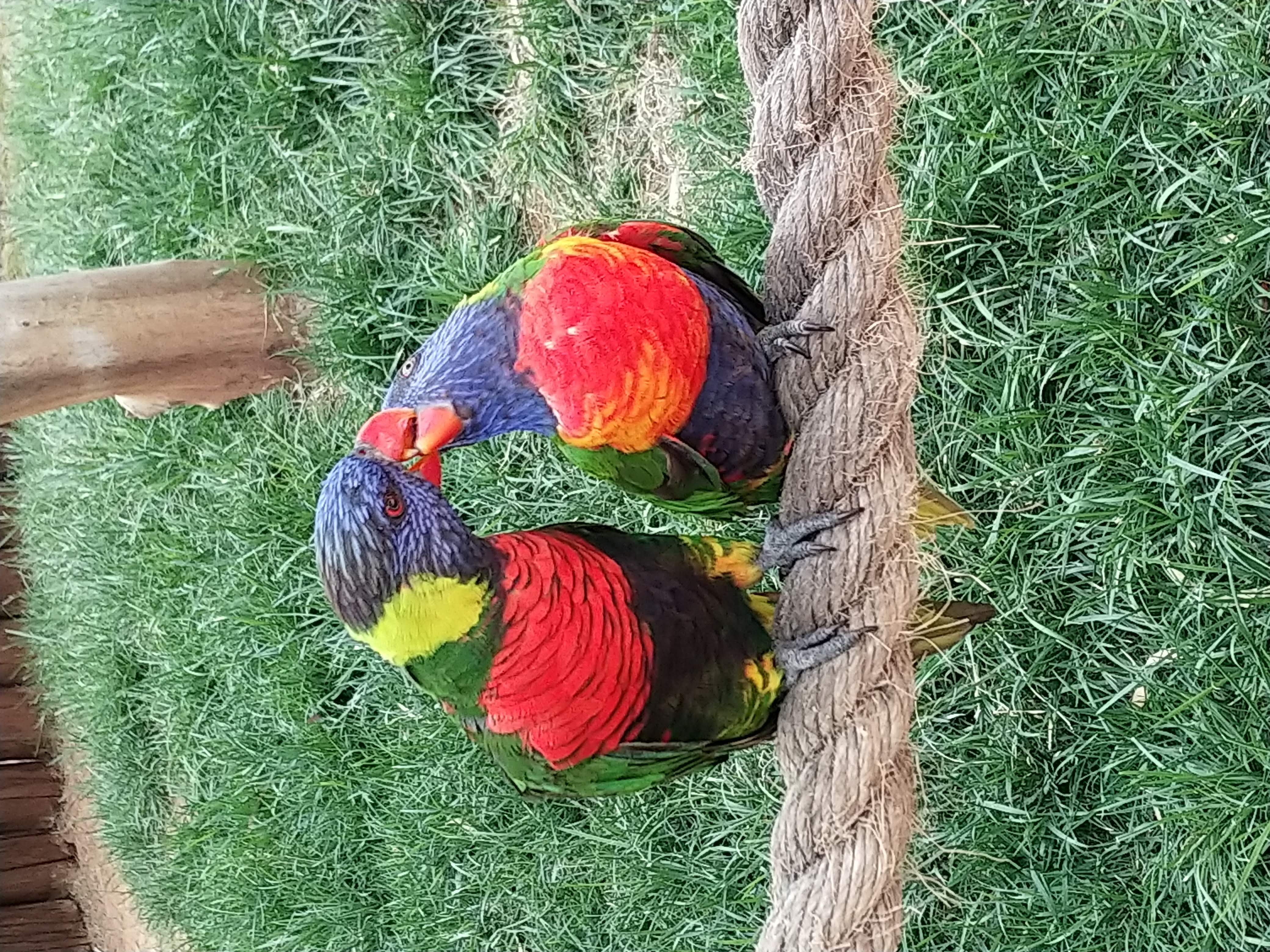 Australian Zoo Kissing Perrots 