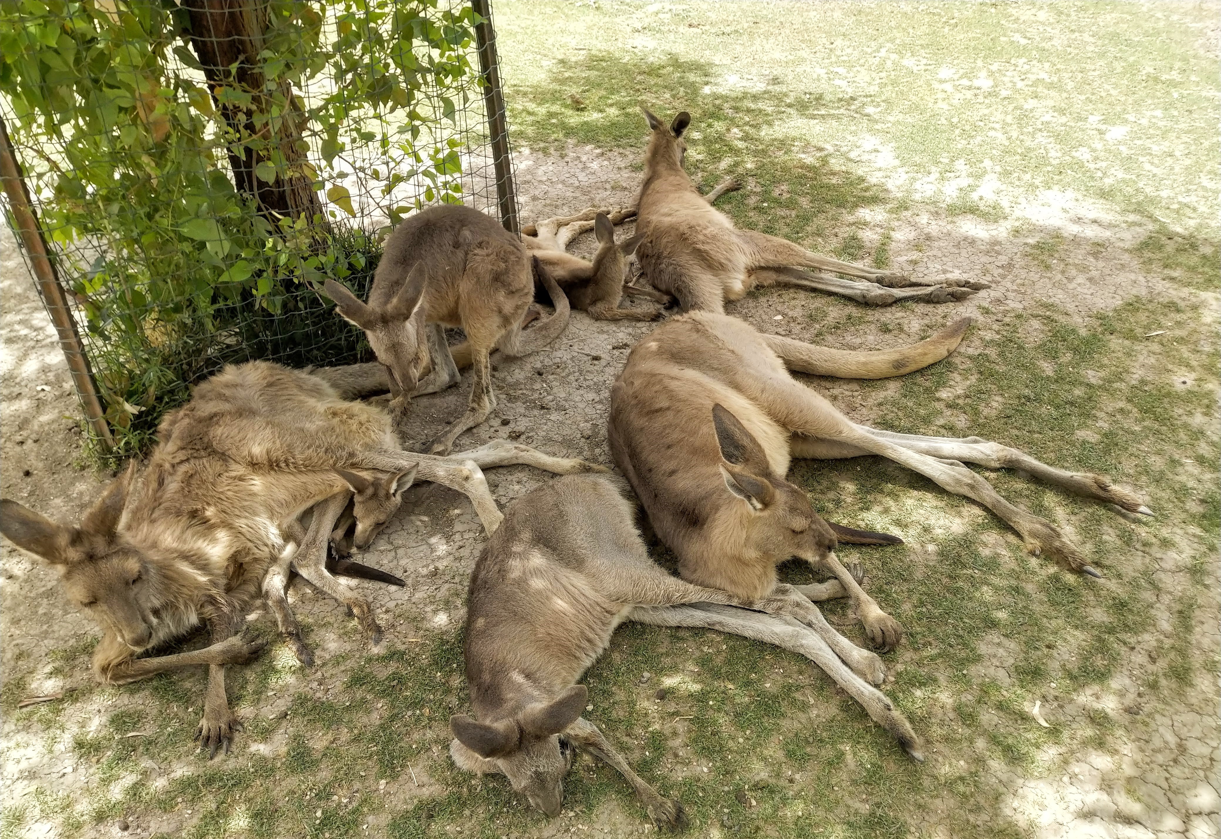 Australian Zoo Kengaroos