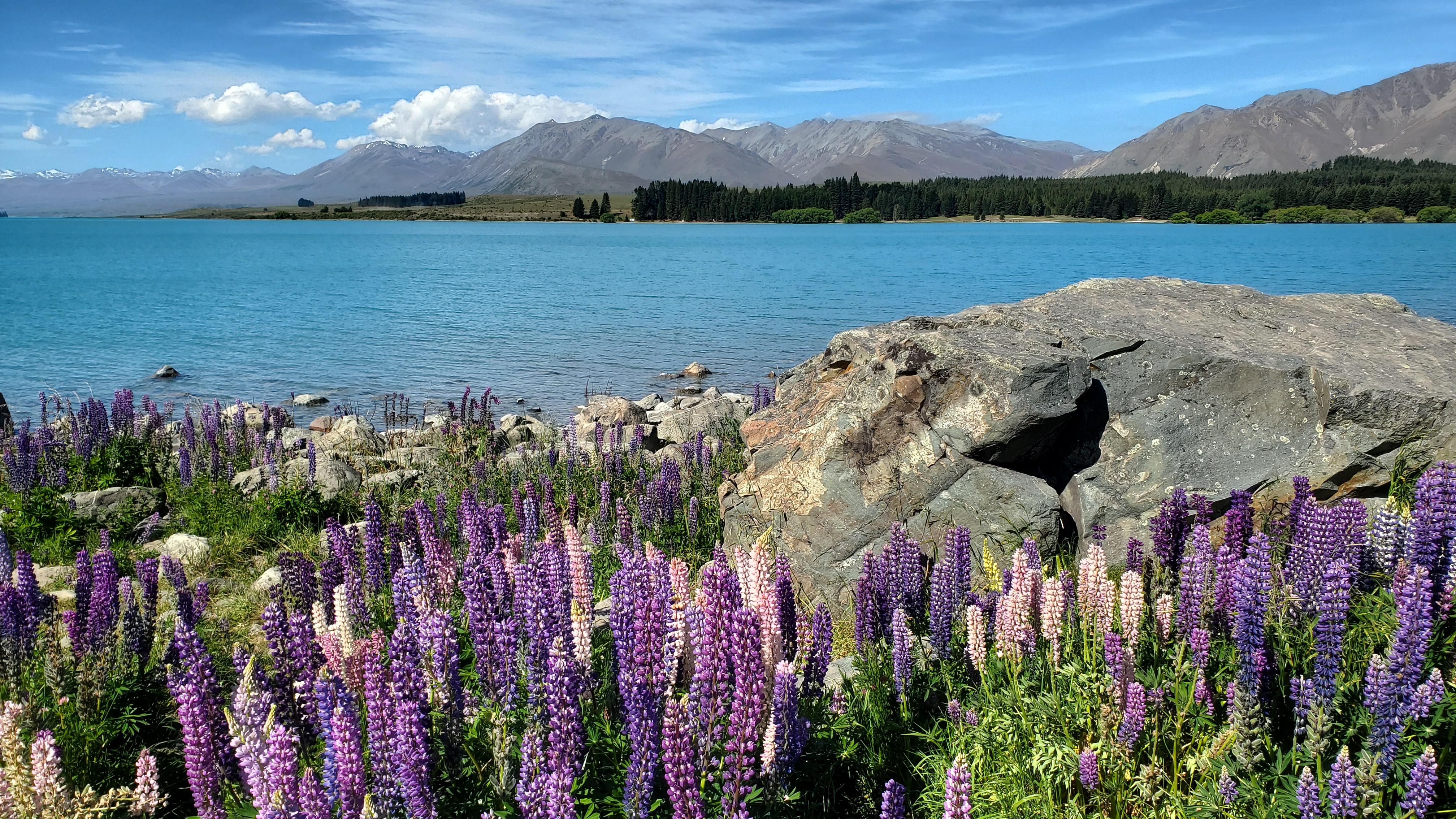 Lupins on Lake Tecapo