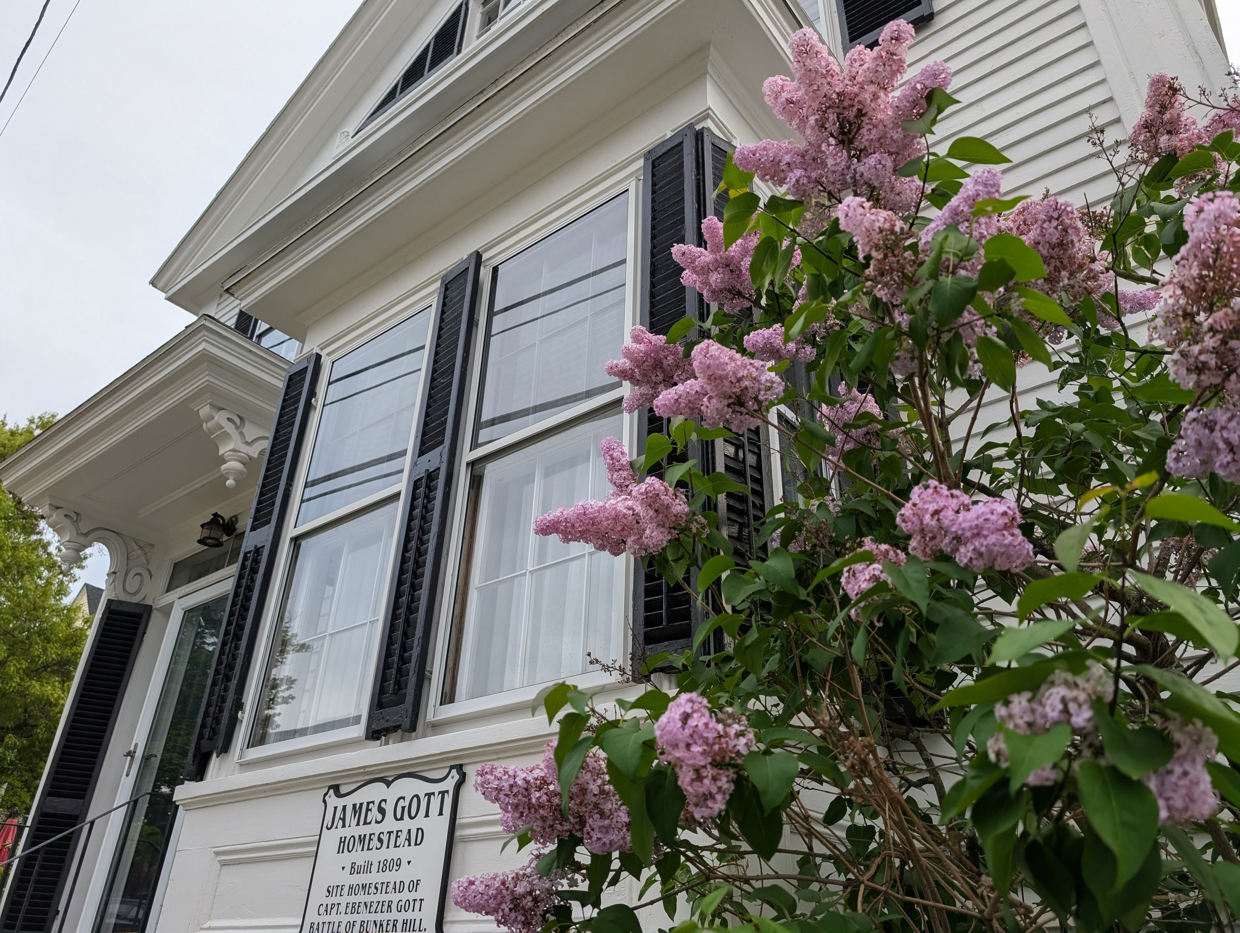 Flowering Shrub