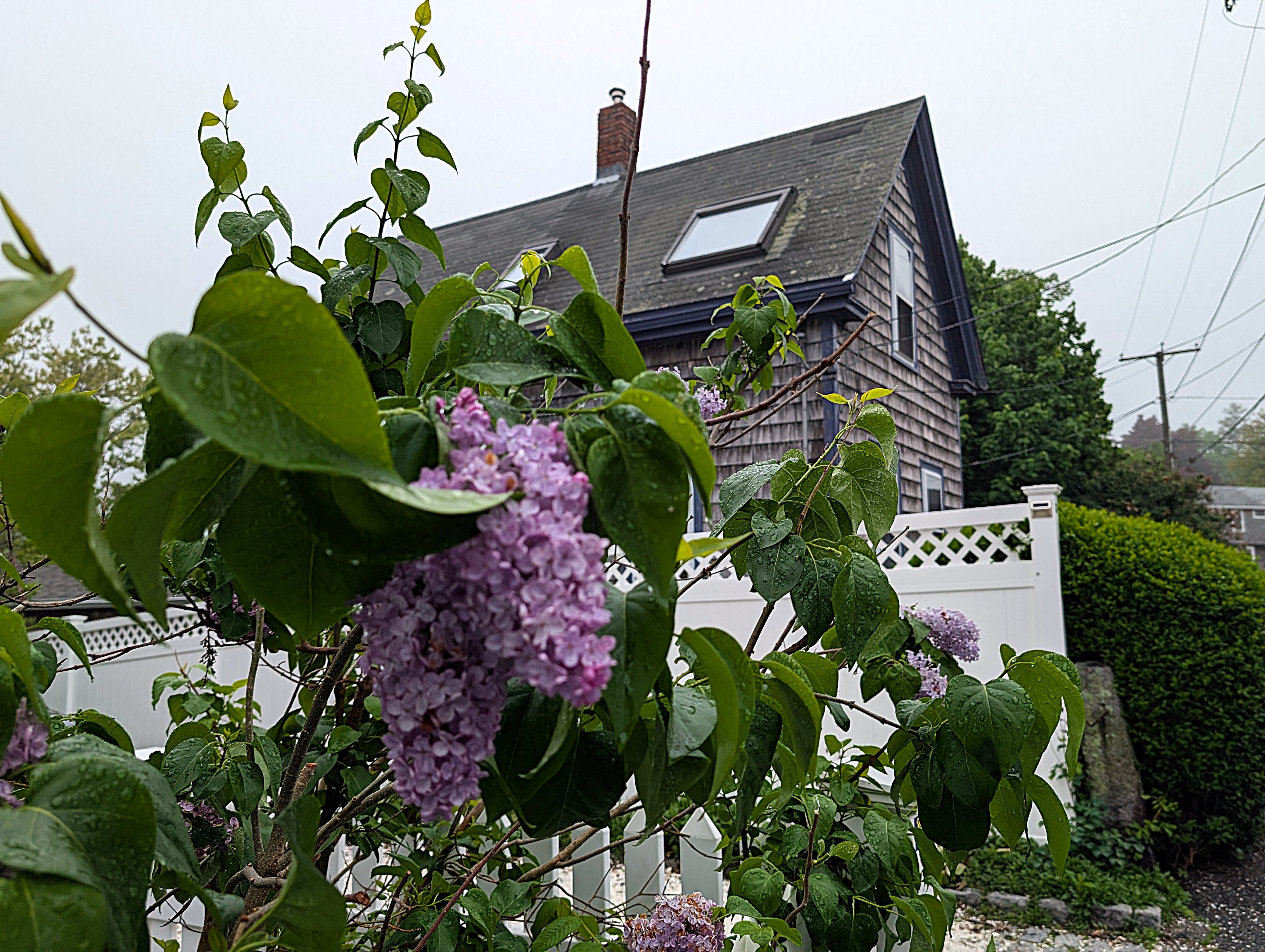 Flowering Shrub